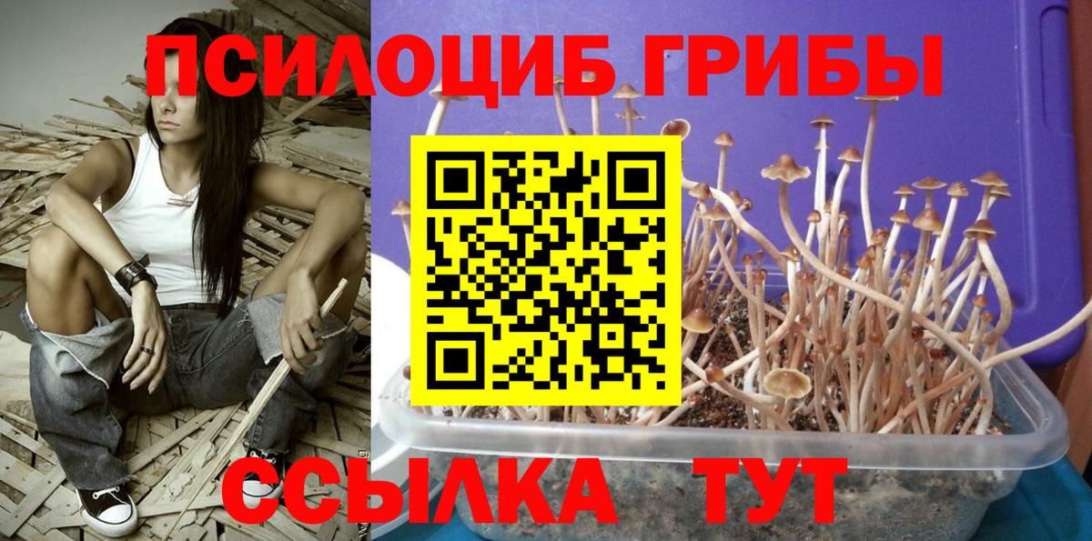 Псилоцибиновые грибы Cubensis  Вход с VPN  Альметьевск 